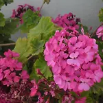 Apartman Dora *